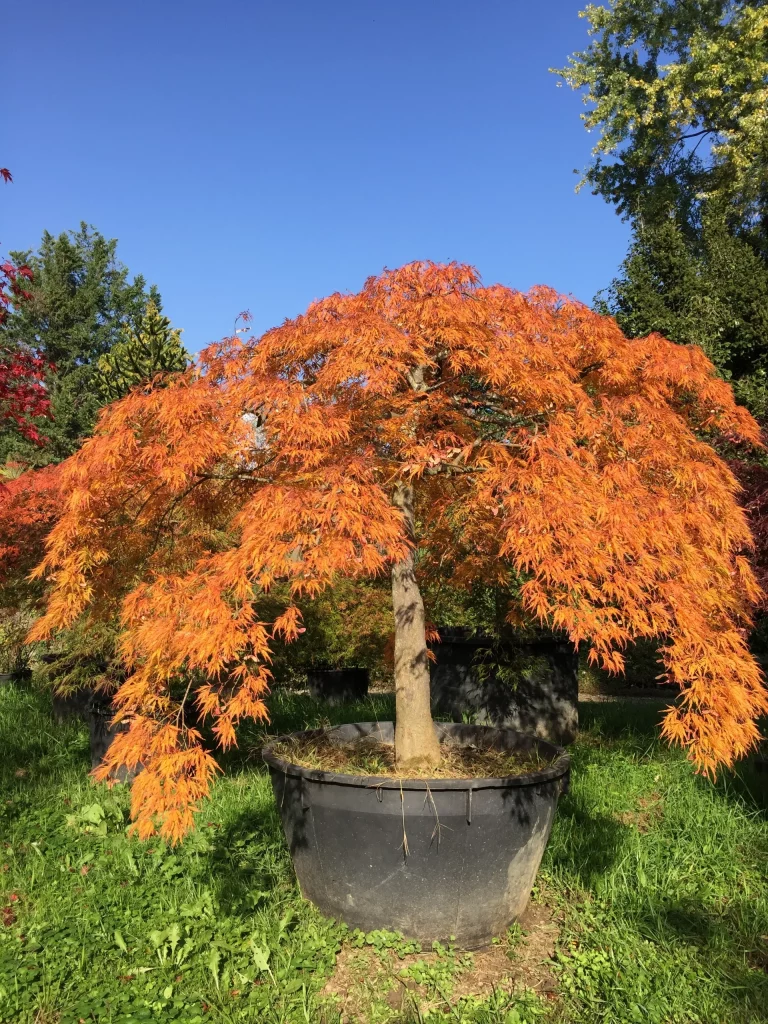 acer-palmatum-automne