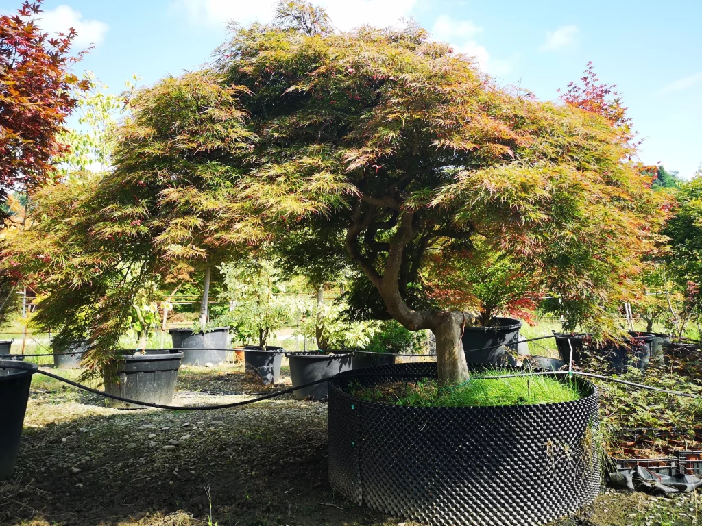 acer-palmatum-dissectum