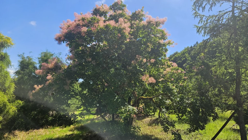 arbre-a-perruque
