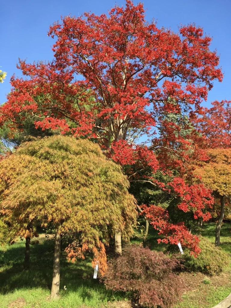 arbre-du-japon