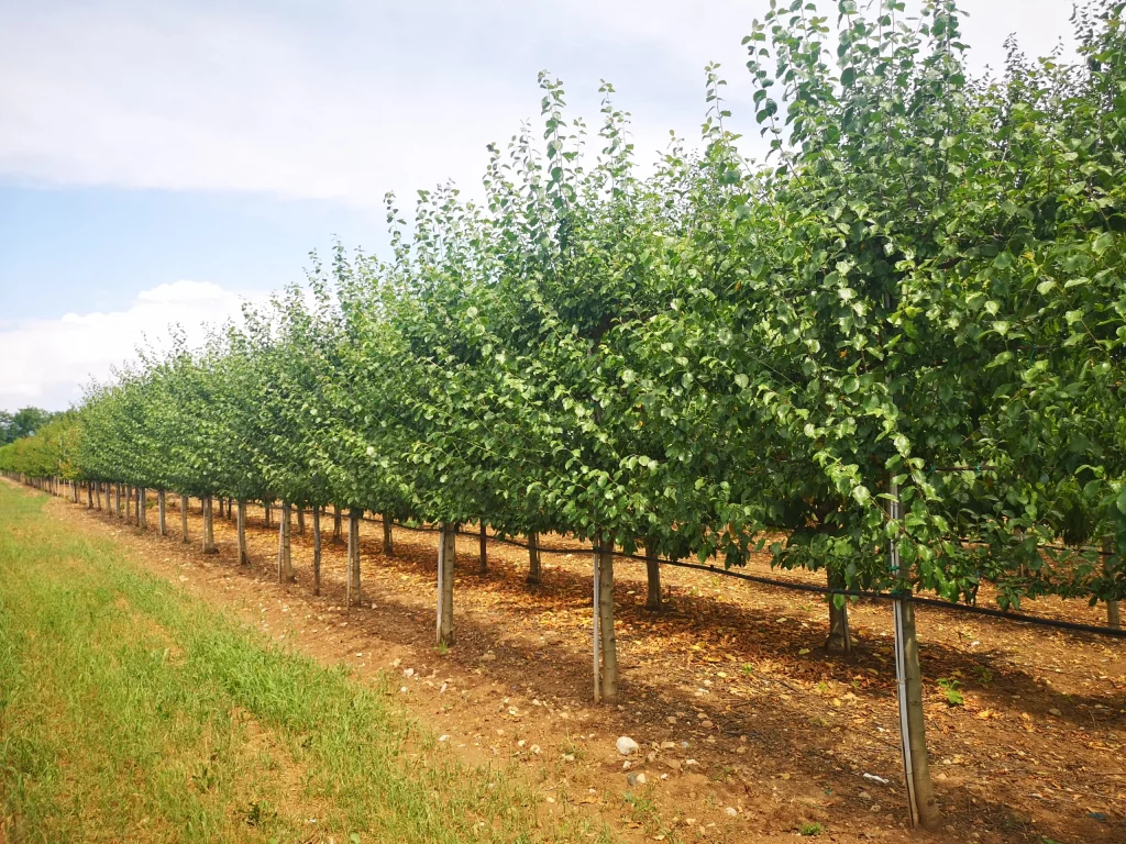 arbre-espalier