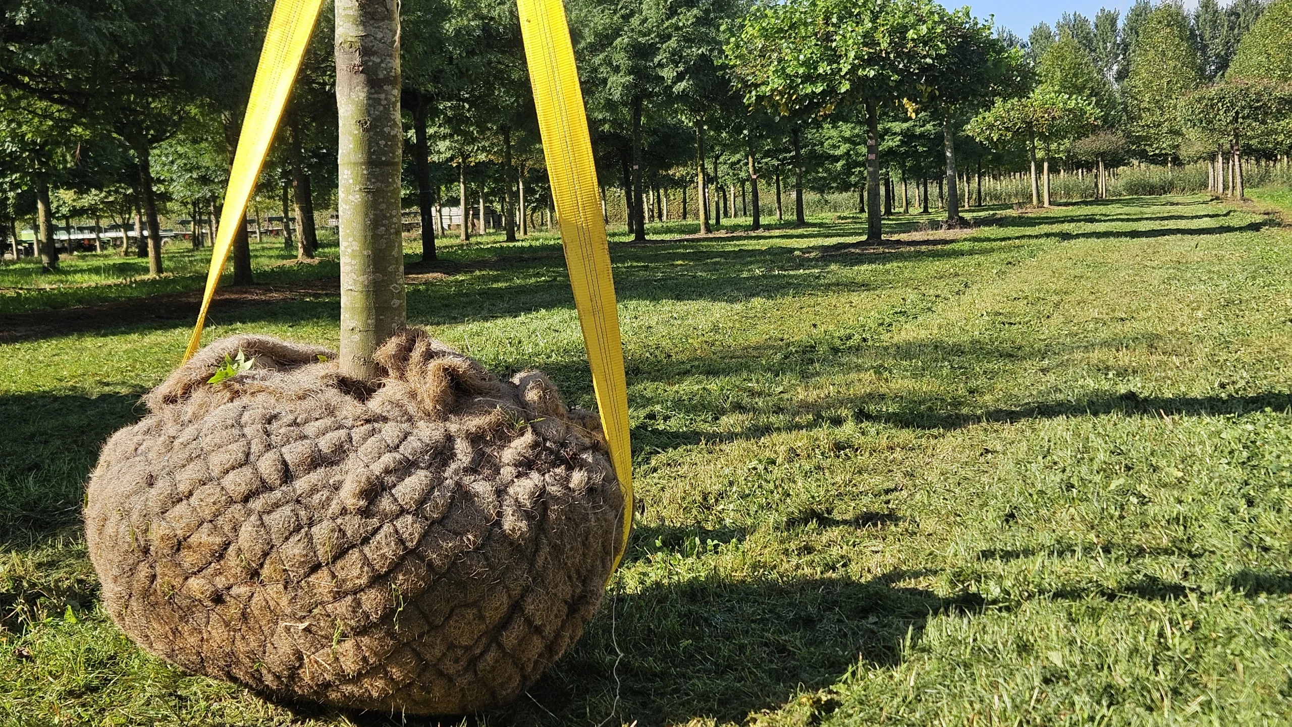 arbre-fruitier-a-planter