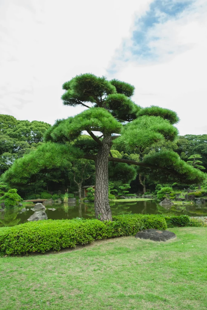 arbre-nuage