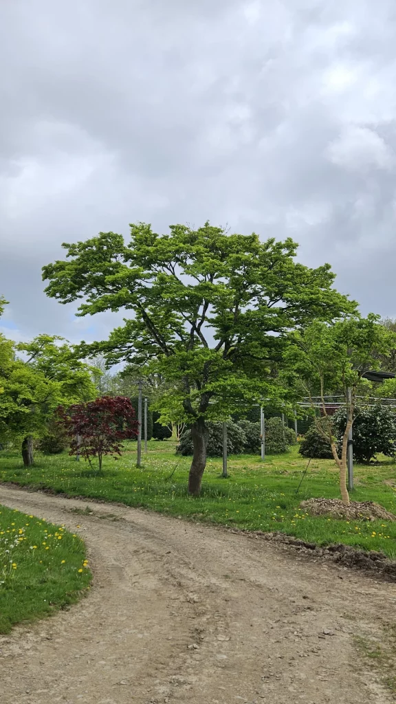 arbre-tendance