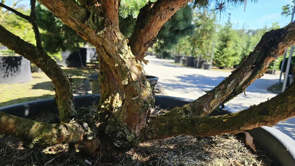 arbres-pin
