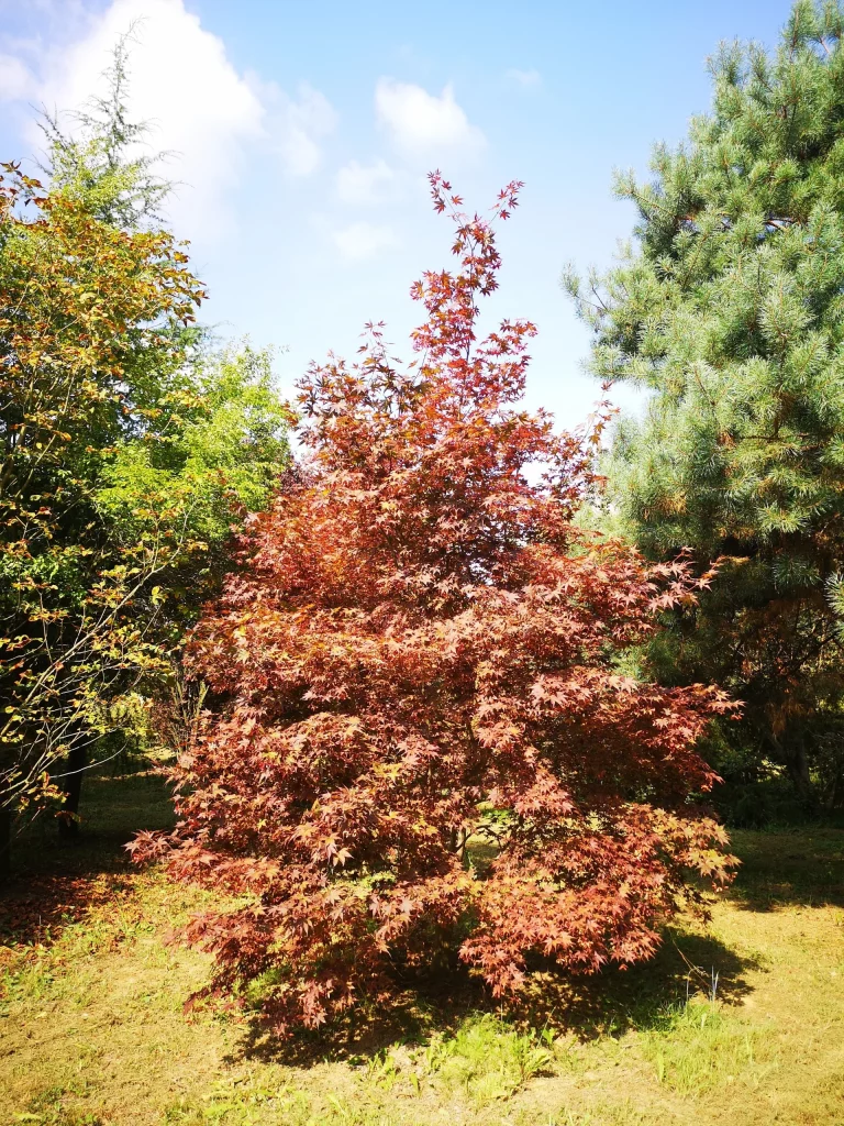 azalea-japonica