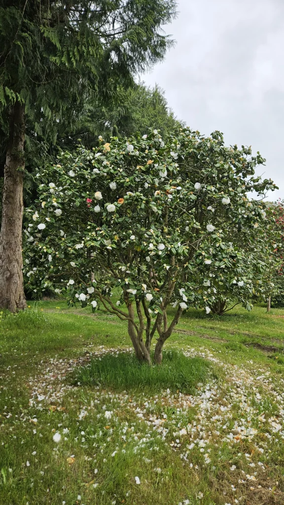 camellia