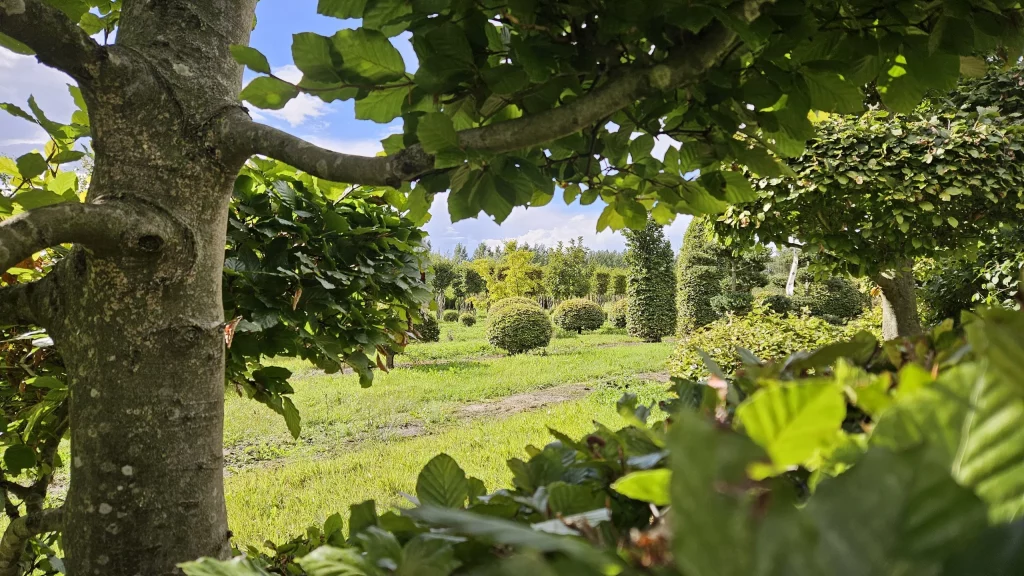 carpinus-artistique