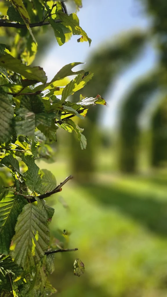 charme-arbre