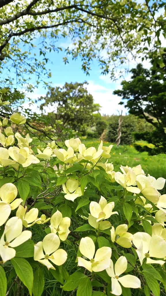 cornouiller-du-japon