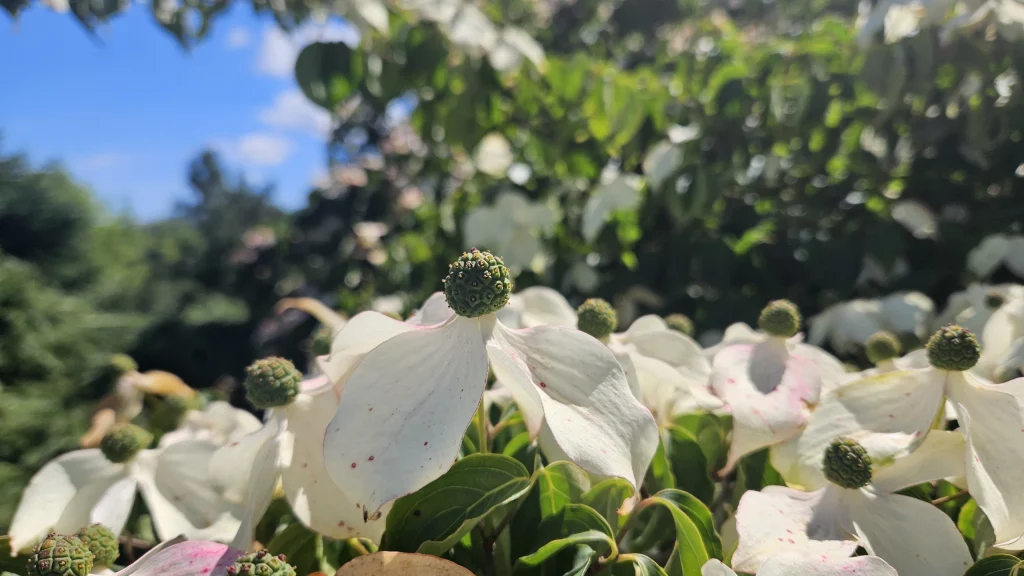 cornus-kousa