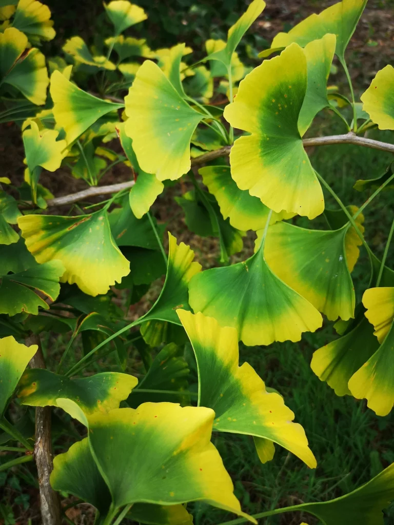 feuille-gingko