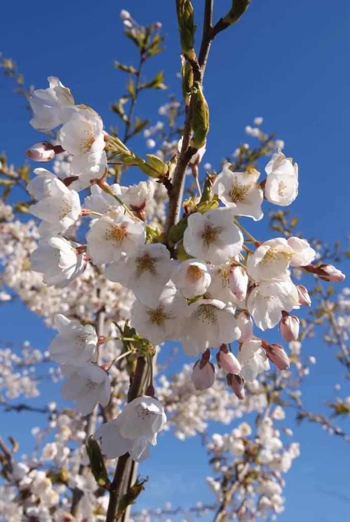 fleur-prunus