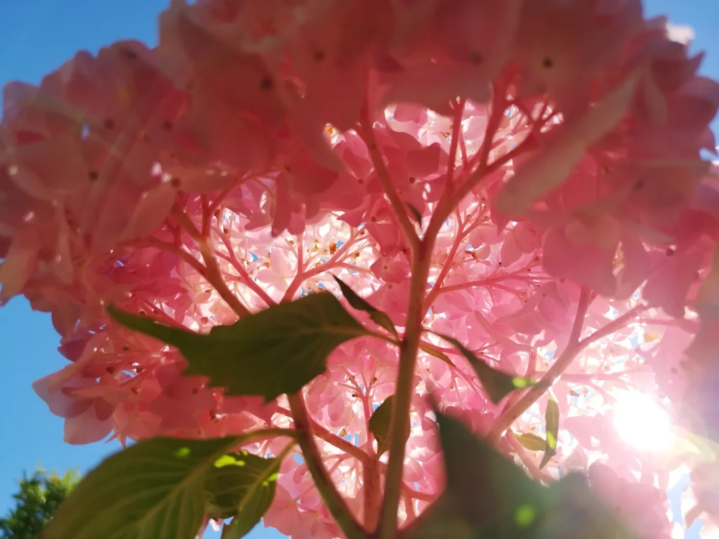 hortensia-rose