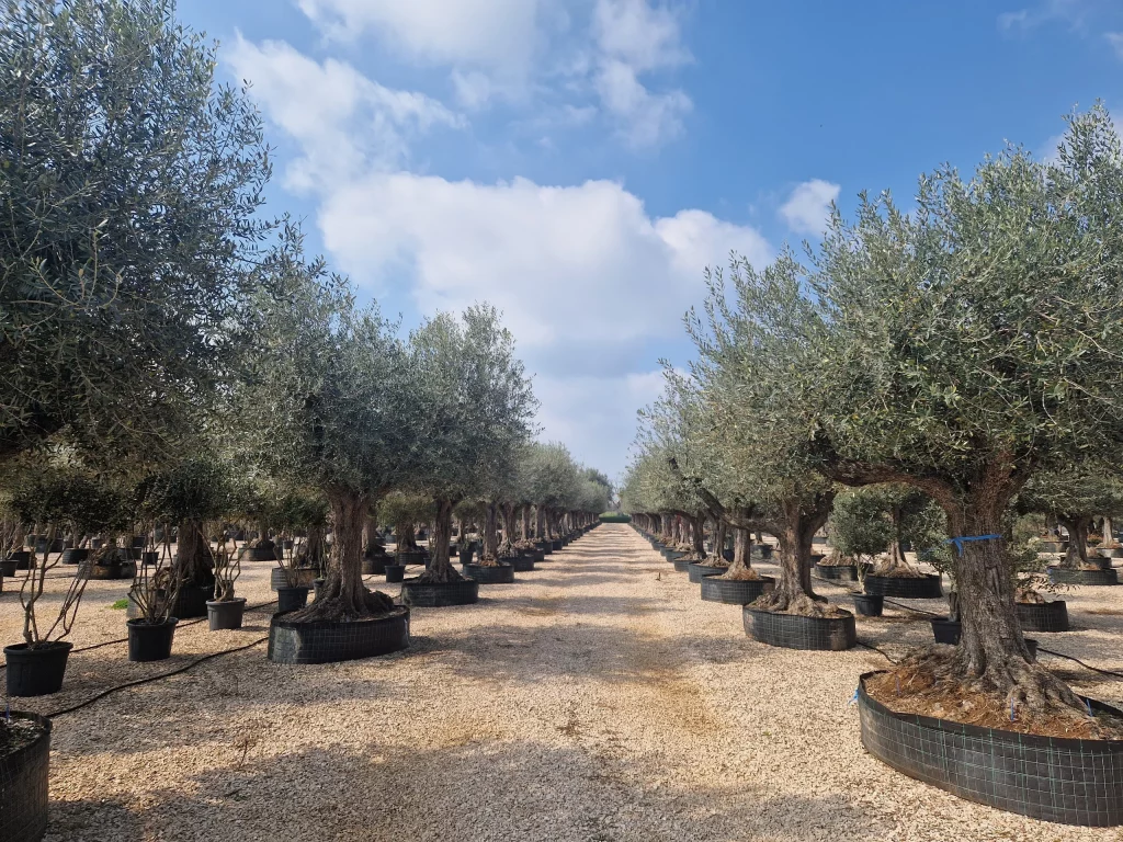 olea-europea