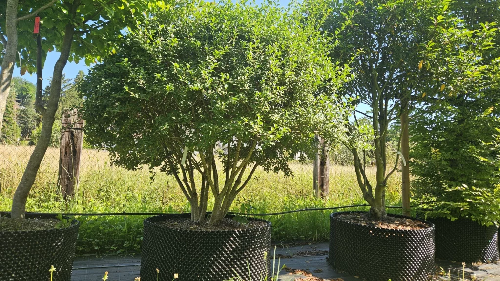 osmanthus-burkwoodii