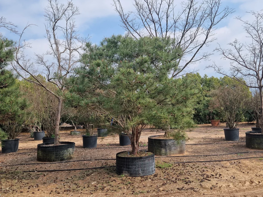 pinus-densiflora