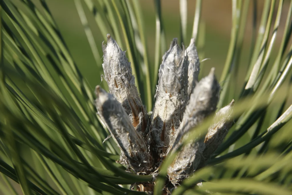 pinus-sylvestris
