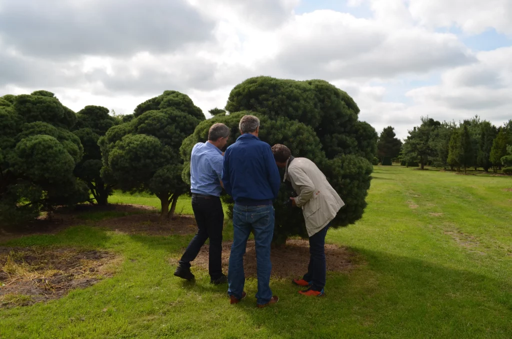pinus-sylvestris-watererii
