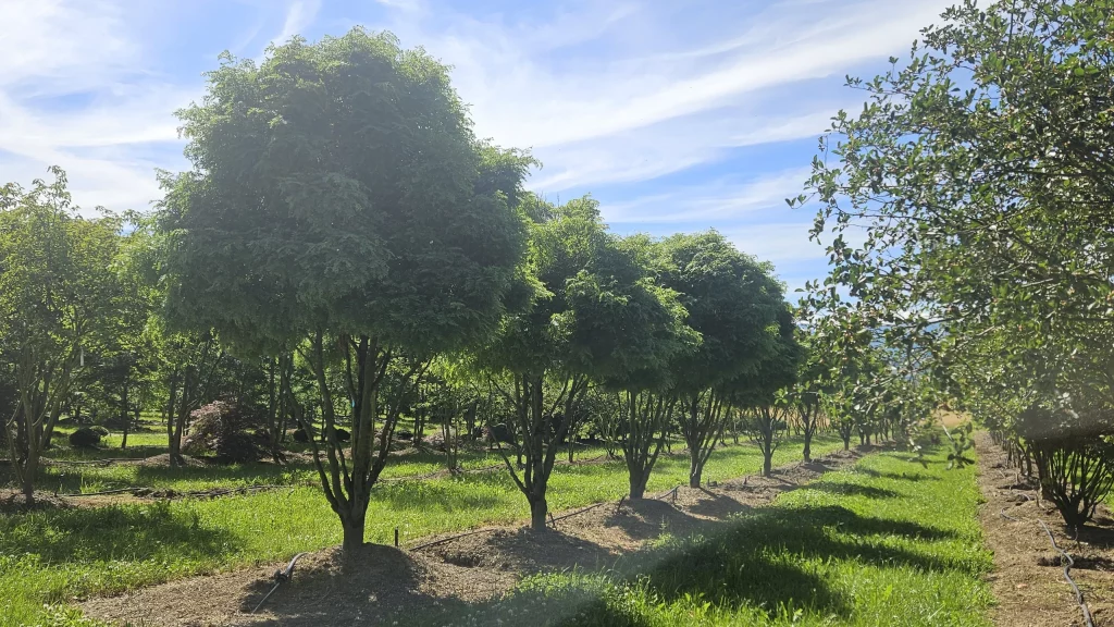plantation