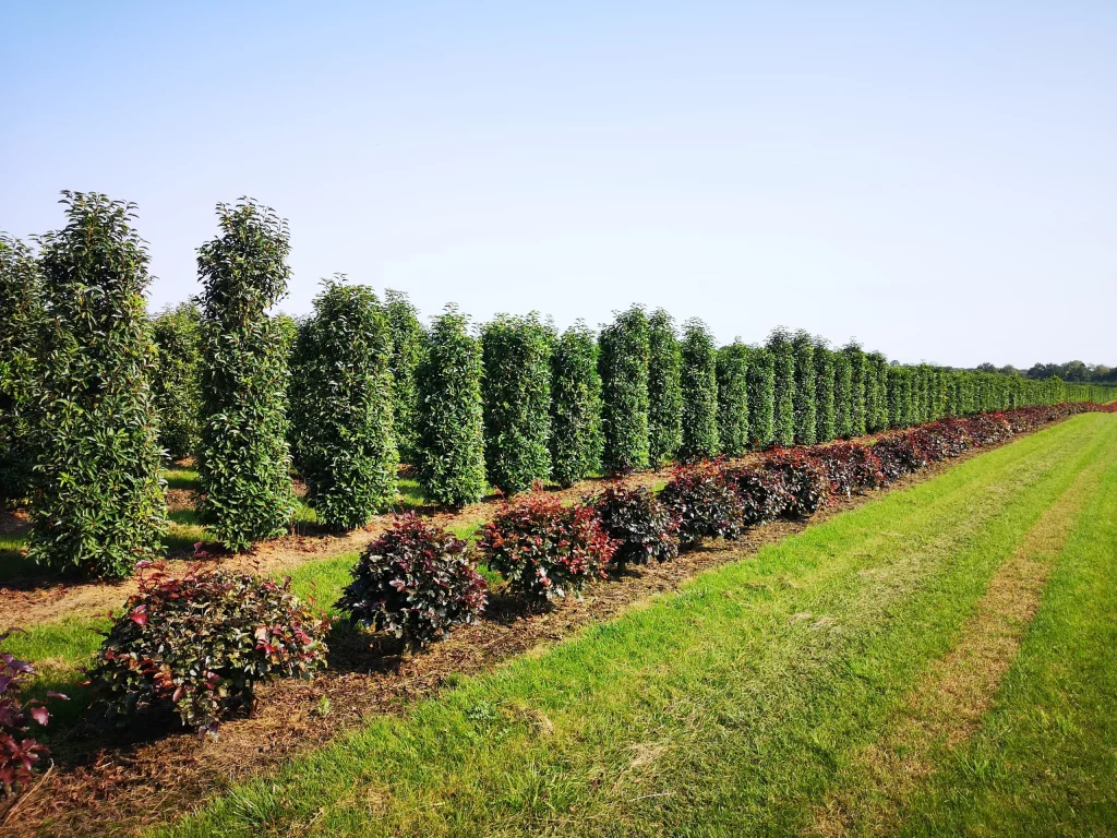 plantation-haute-savoie