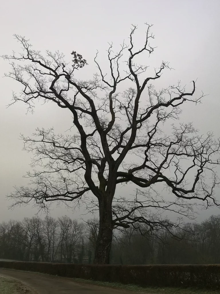 quercus-ilex