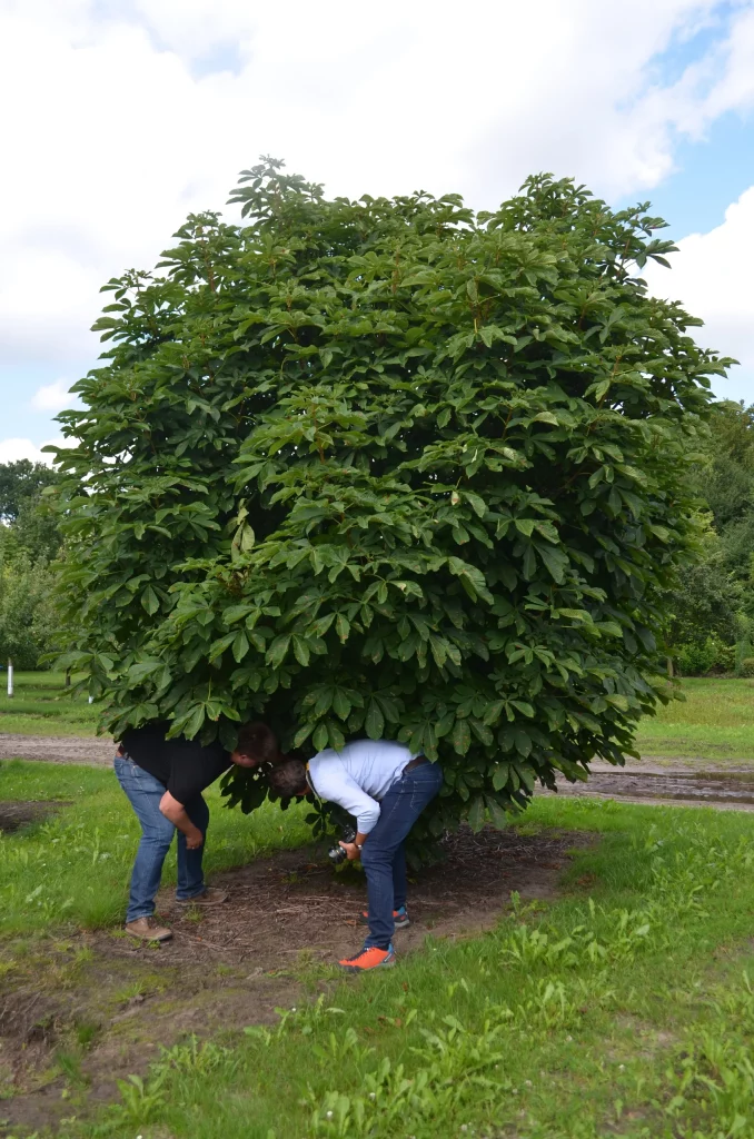 quercus-pontica-reperage