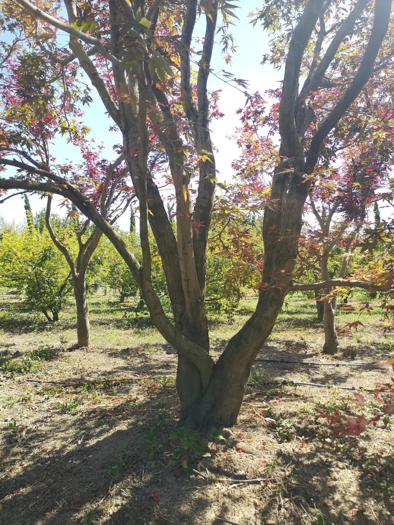 recherche-de-plante