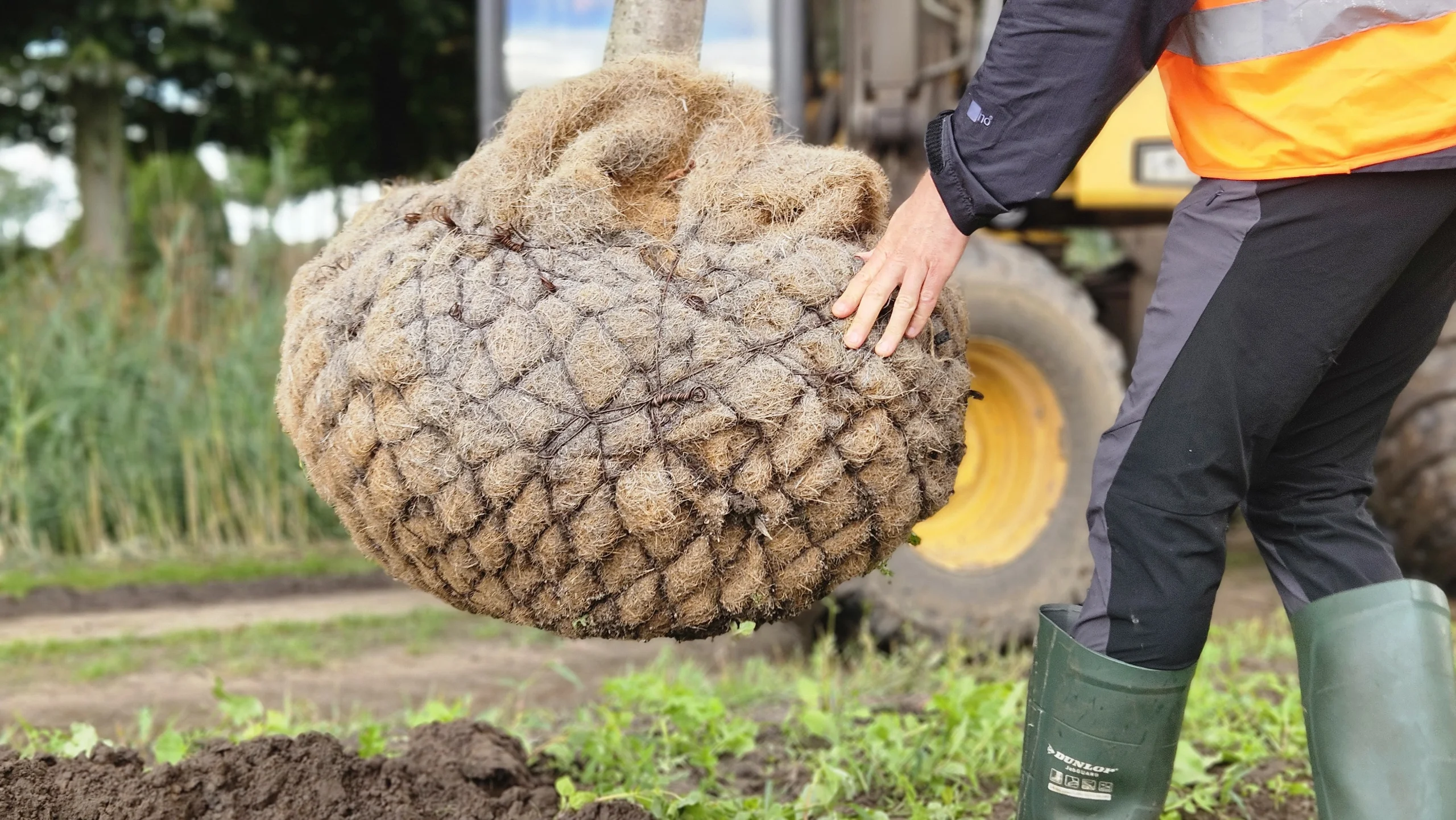 replantation-arbre