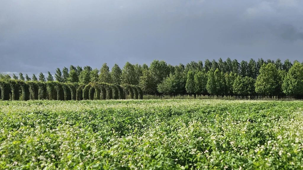 treenursery