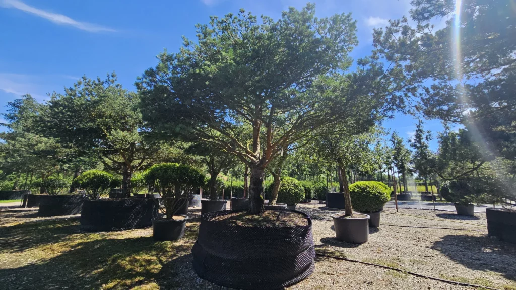 trees