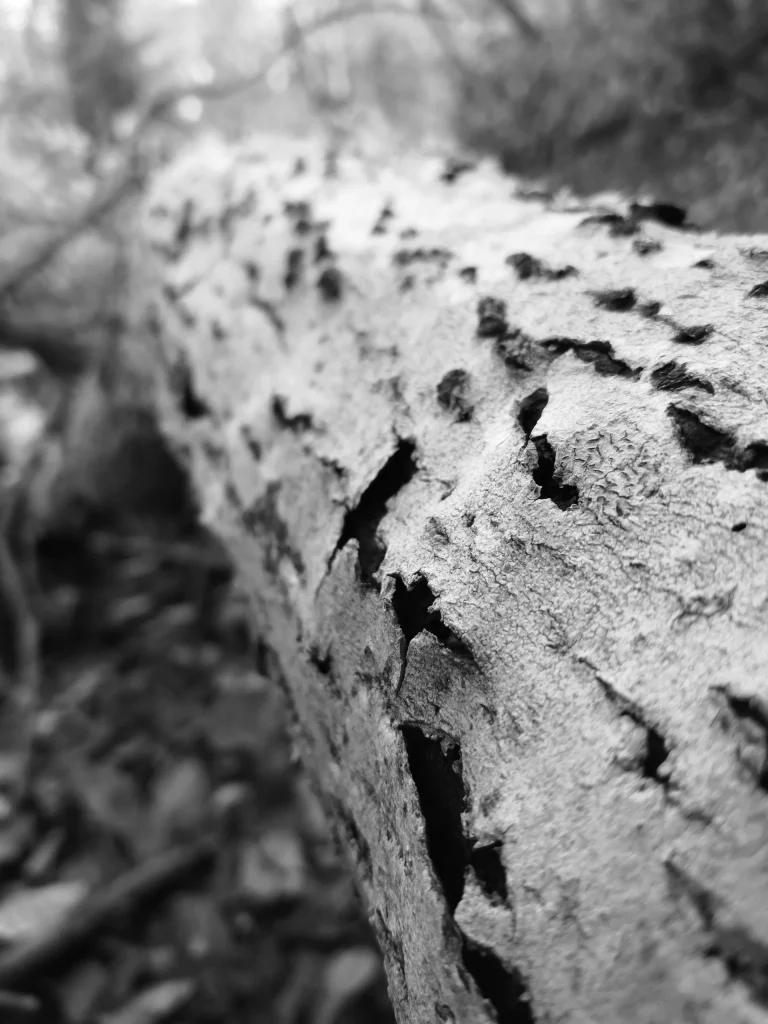 tronc-arbre-decoration