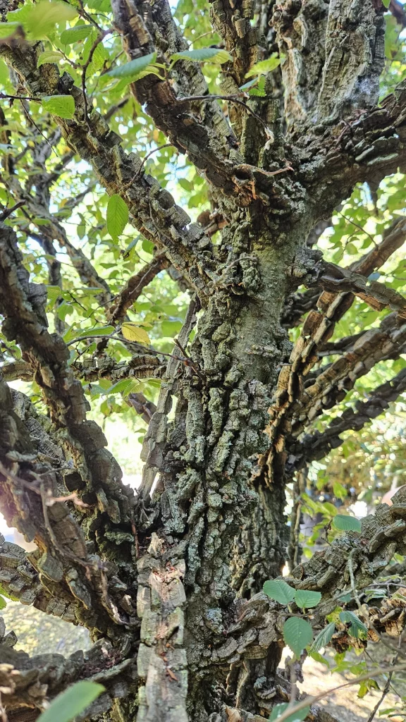 ulmus-minor
