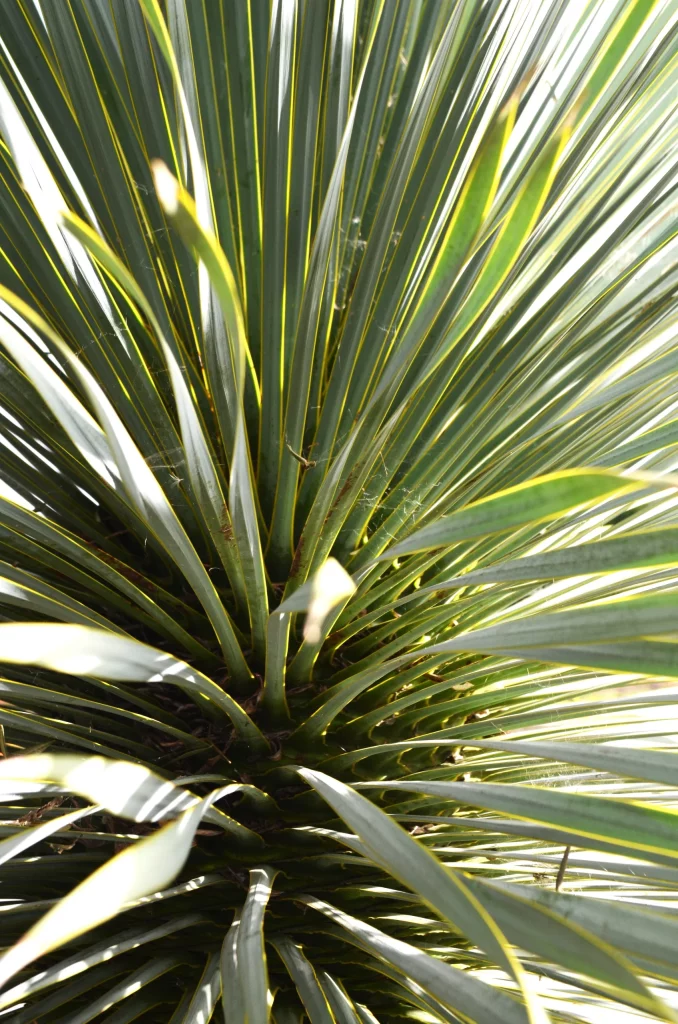 yucca-gloriosa