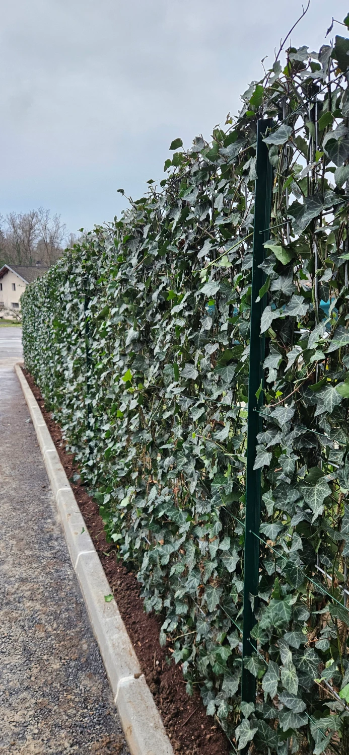 cloture-vegetale
