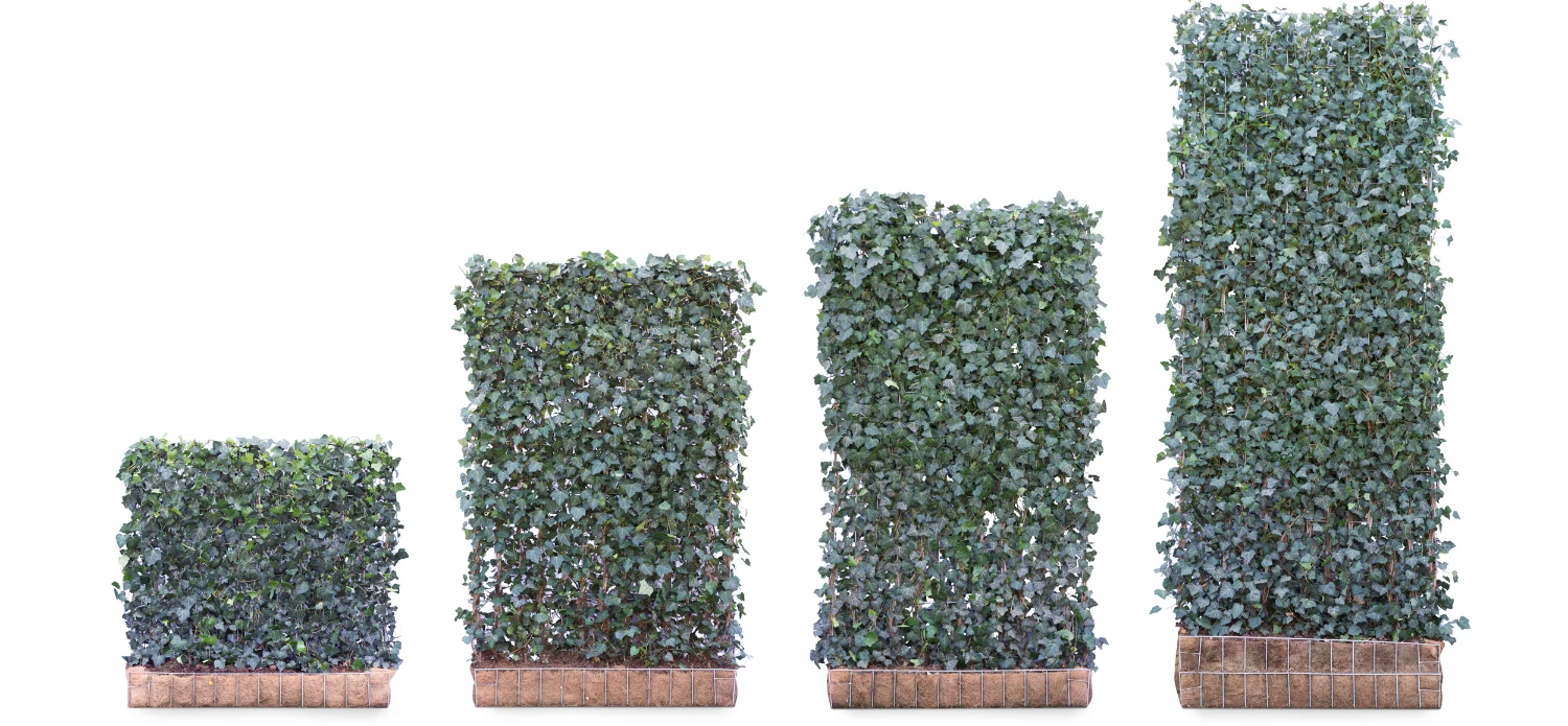 haie-prete-a-planter