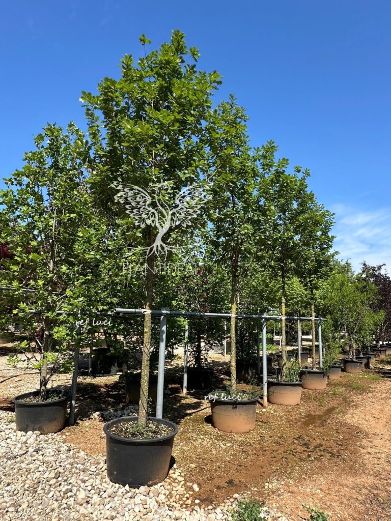 Quercus frainetto arbre de qualité supérieure