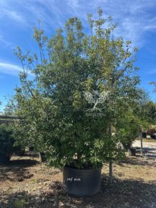Chêne persistant Quercus myrsinifolia
