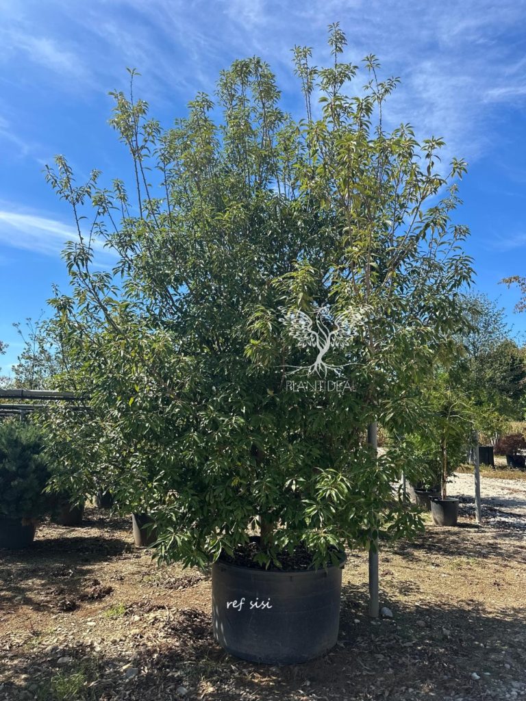 Chêne persistant Quercus myrsinifolia