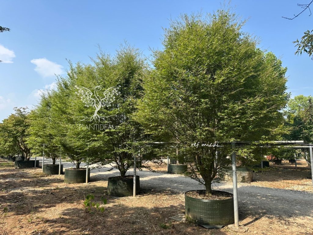 Hêtre lacinié à feuilles de fougère en pot dans une pépinière