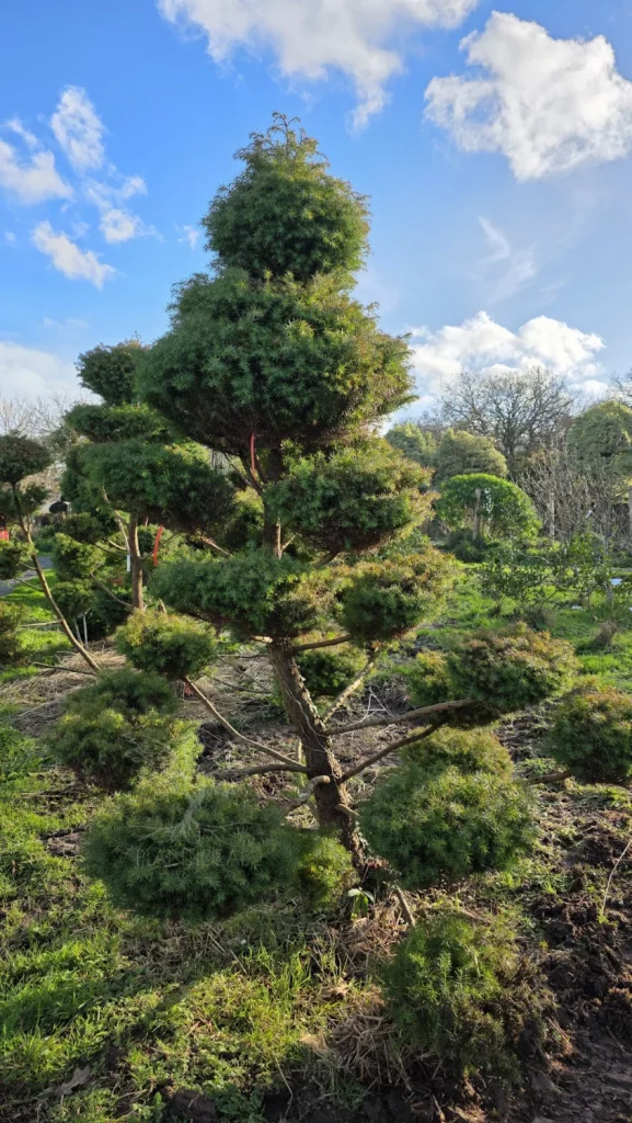 Cèdre du Japon Niwaki (Cryptomeria japonica)