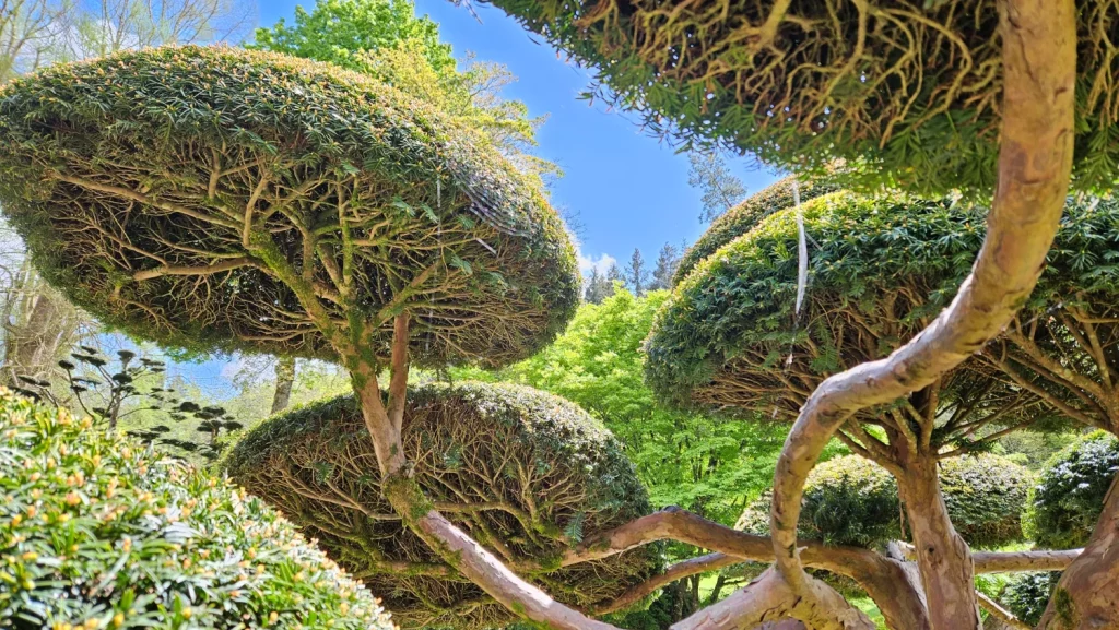 Vue macro sur les ramures des coussins d’un if (Taxus baccata) taillé en nuage