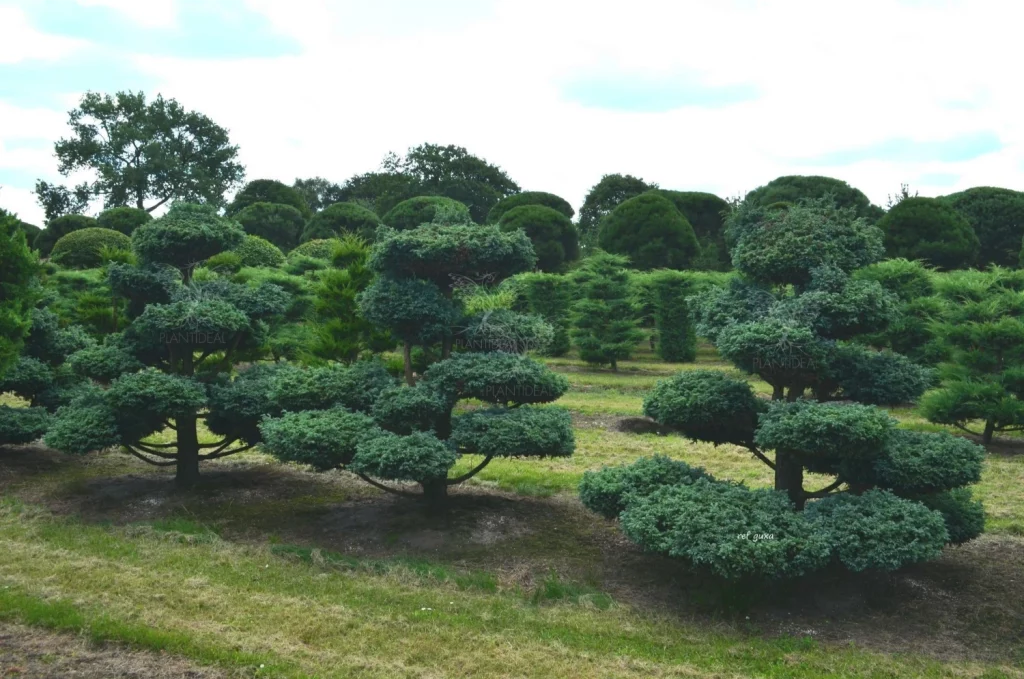 Juniperus taillé en niwaki jardin japonais