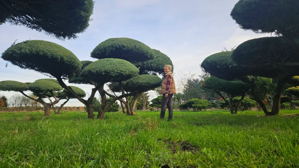 Sophie Revil en plein sourcing de Genèvrier (Juniperus chinensis) forme bonsaï
