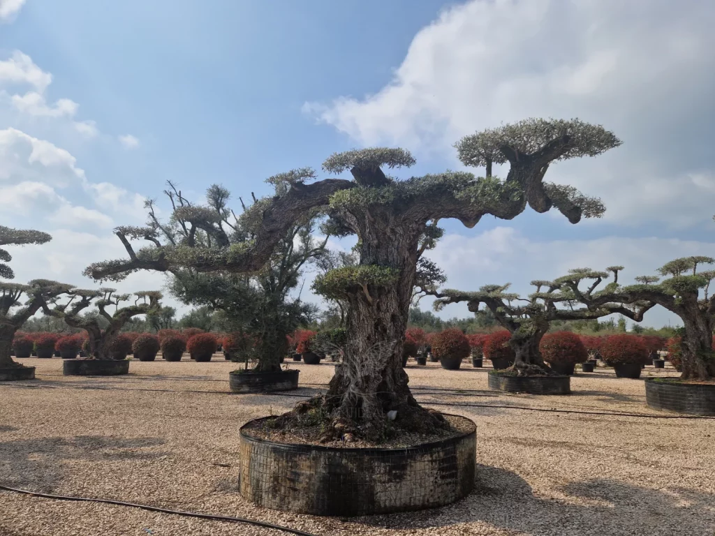 Beau specimen d’olivier (Olea europea) taillé en nuage