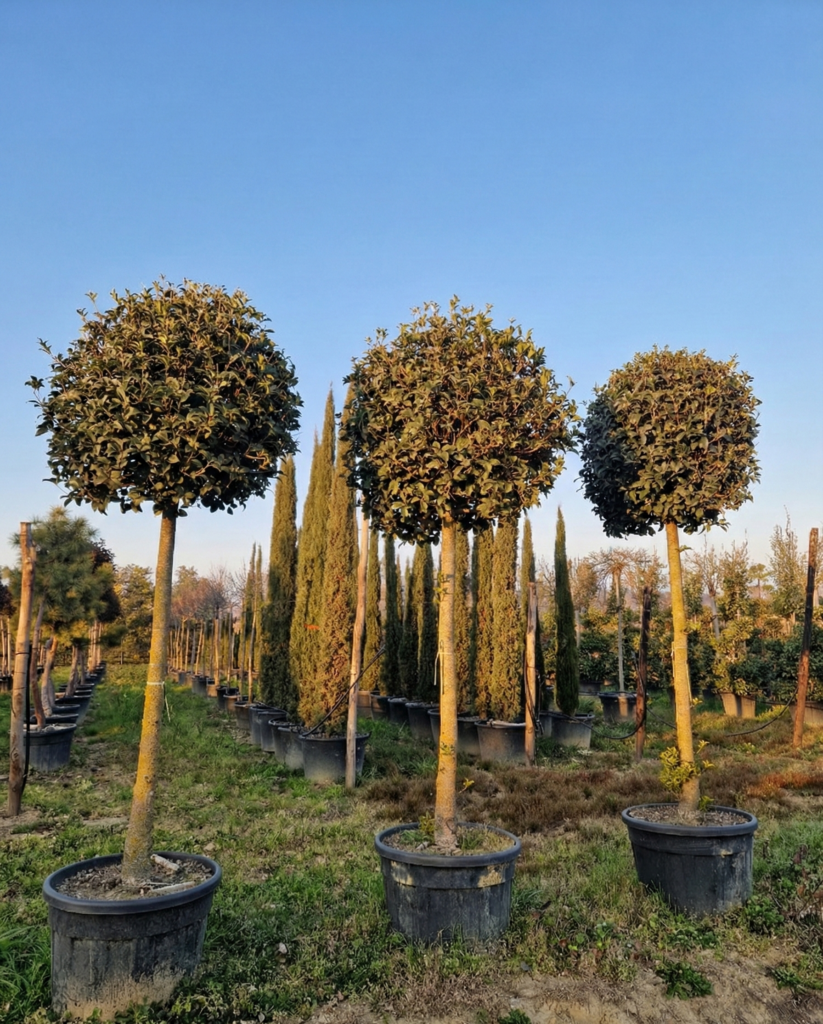 Osmanthus sur tige en forme boule