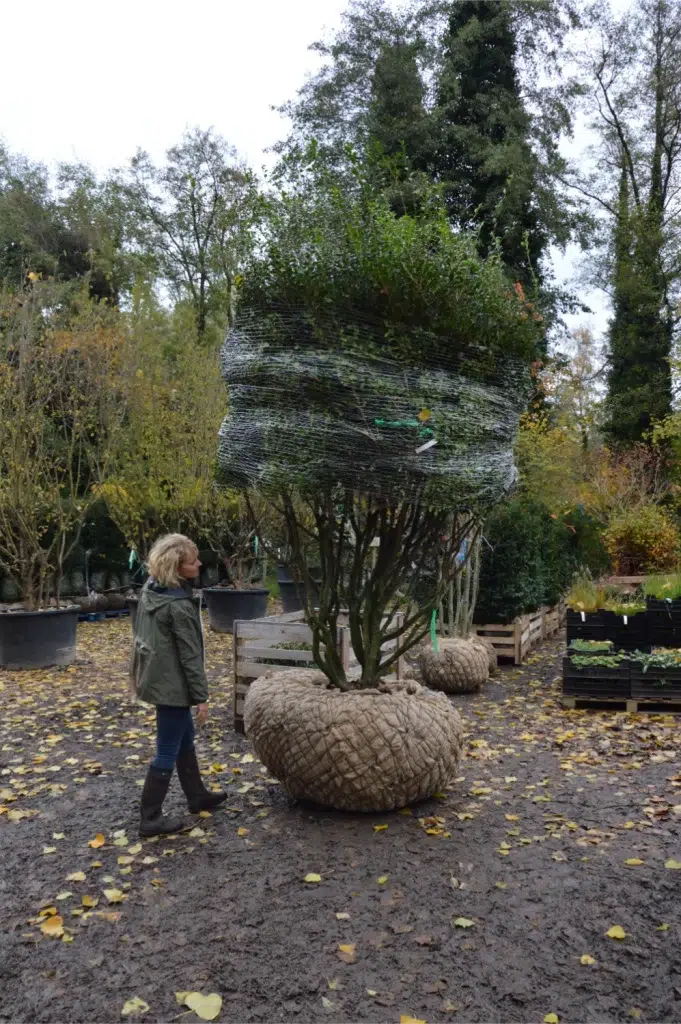 Sophie Revil en plein contrôle qualité en pépinière