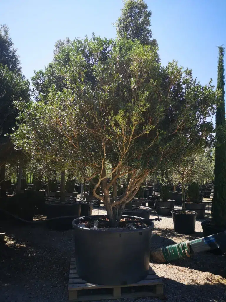 Un osmanthus x Burkwoodii en cépée cultivé en pot