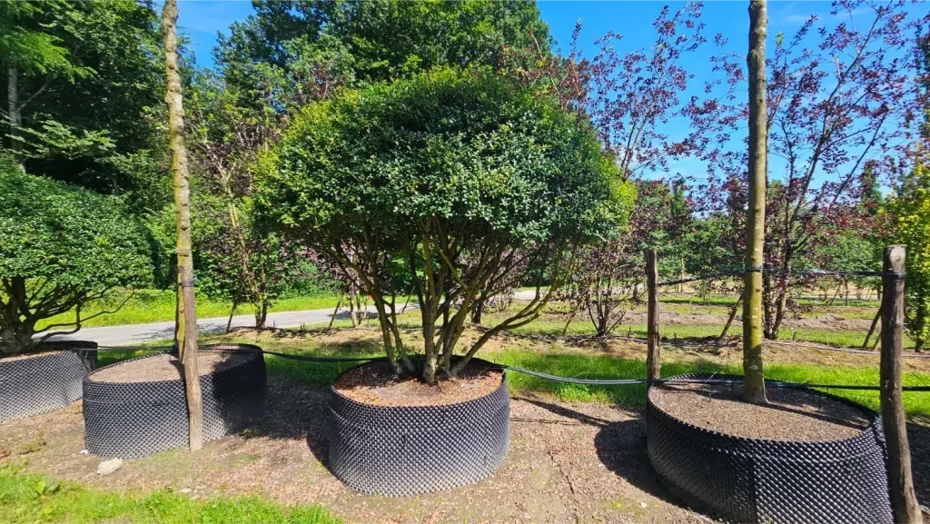 Un osmanthus x Burkwoodii cultivé en airpot