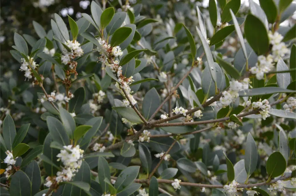 Zoom sur des fleurs de l'osmanthe de Burkwood